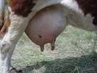 vache