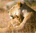 lion