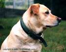chien